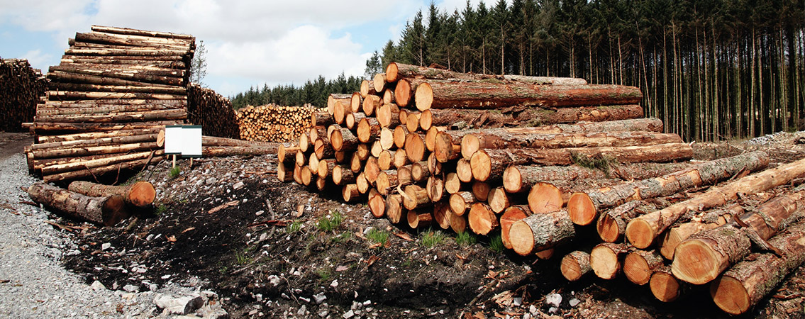 Ile kosztuje wydanie zezwolenia na wycinkę drzew w Piasecznie i jak je zdobyć? 